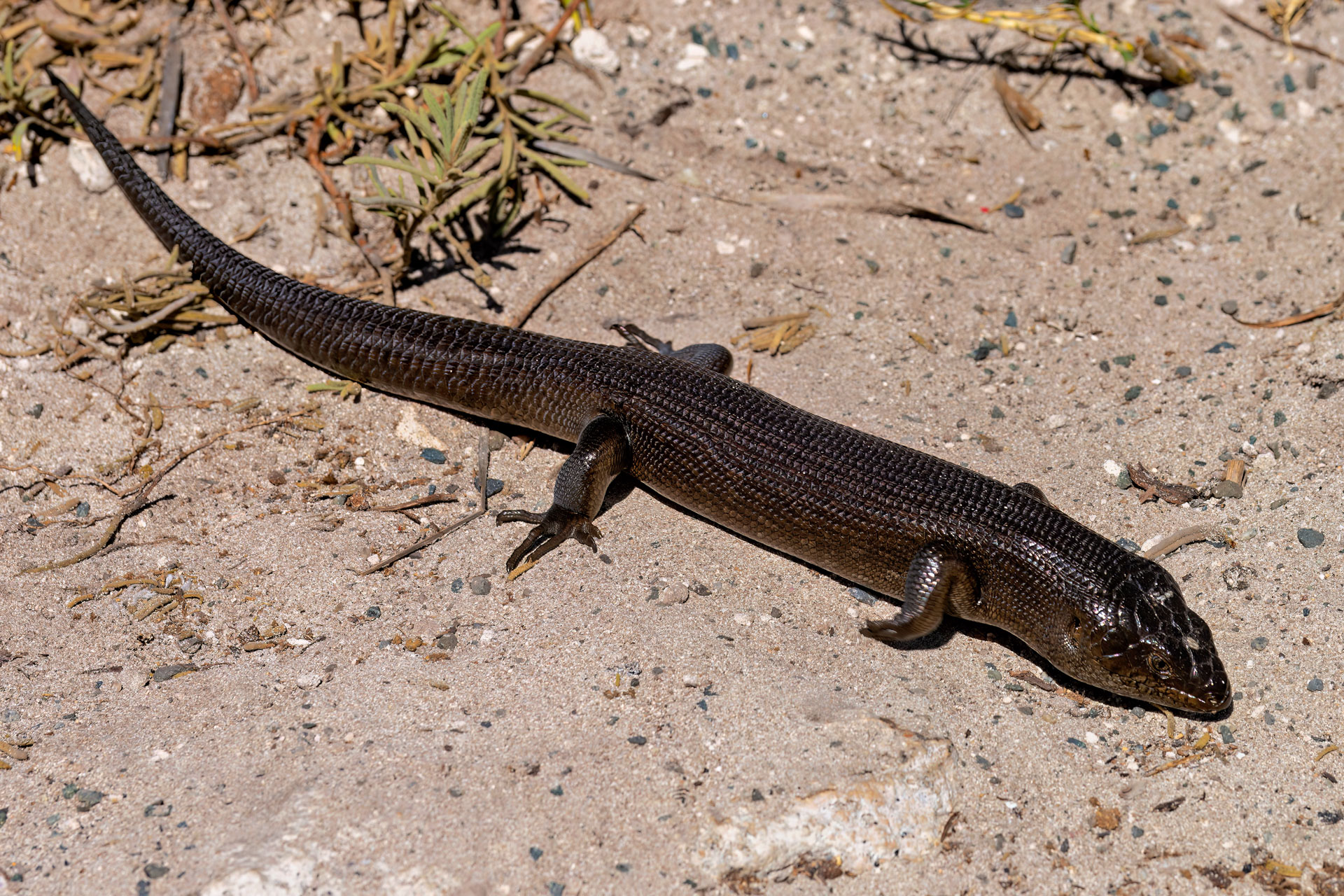 Rottnest Island - Stachelschwanz-Skink